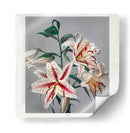 Lirio - I - Ogawa Kazumasa | Cuadro decorativo de Canvas Lab