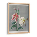 Lirio - II - Ogawa Kazumasa | Cuadro decorativo de Canvas Lab