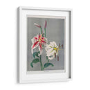 Lirio - II - Ogawa Kazumasa | Cuadro decorativo de Canvas Lab