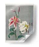 Lirio - II - Ogawa Kazumasa | Cuadro decorativo de Canvas Lab