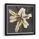 Lirio - III - Ogawa Kazumasa | Cuadro decorativo de Canvas Lab