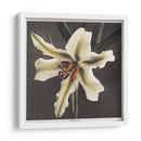 Lirio - III - Ogawa Kazumasa | Cuadro decorativo de Canvas Lab