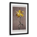 Lirio - VI - Ogawa Kazumasa | Cuadro decorativo de Canvas Lab