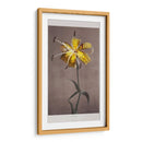 Lirio - VI - Ogawa Kazumasa | Cuadro decorativo de Canvas Lab