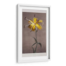 Lirio - VI - Ogawa Kazumasa | Cuadro decorativo de Canvas Lab