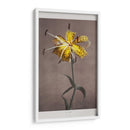 Lirio - VI - Ogawa Kazumasa | Cuadro decorativo de Canvas Lab
