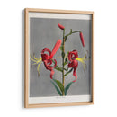 Lirio - VII - Ogawa Kazumasa | Cuadro decorativo de Canvas Lab