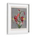 Lirio - VII - Ogawa Kazumasa | Cuadro decorativo de Canvas Lab