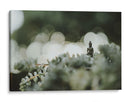 Buda sobre plantas | Cuadro decorativo de Canvas Lab