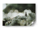 Buda sobre plantas | Cuadro decorativo de Canvas Lab