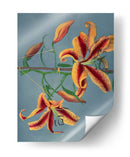 Lirio - IX - Ogawa Kazumasa | Cuadro decorativo de Canvas Lab