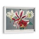 Lirio - X - Ogawa Kazumasa | Cuadro decorativo de Canvas Lab