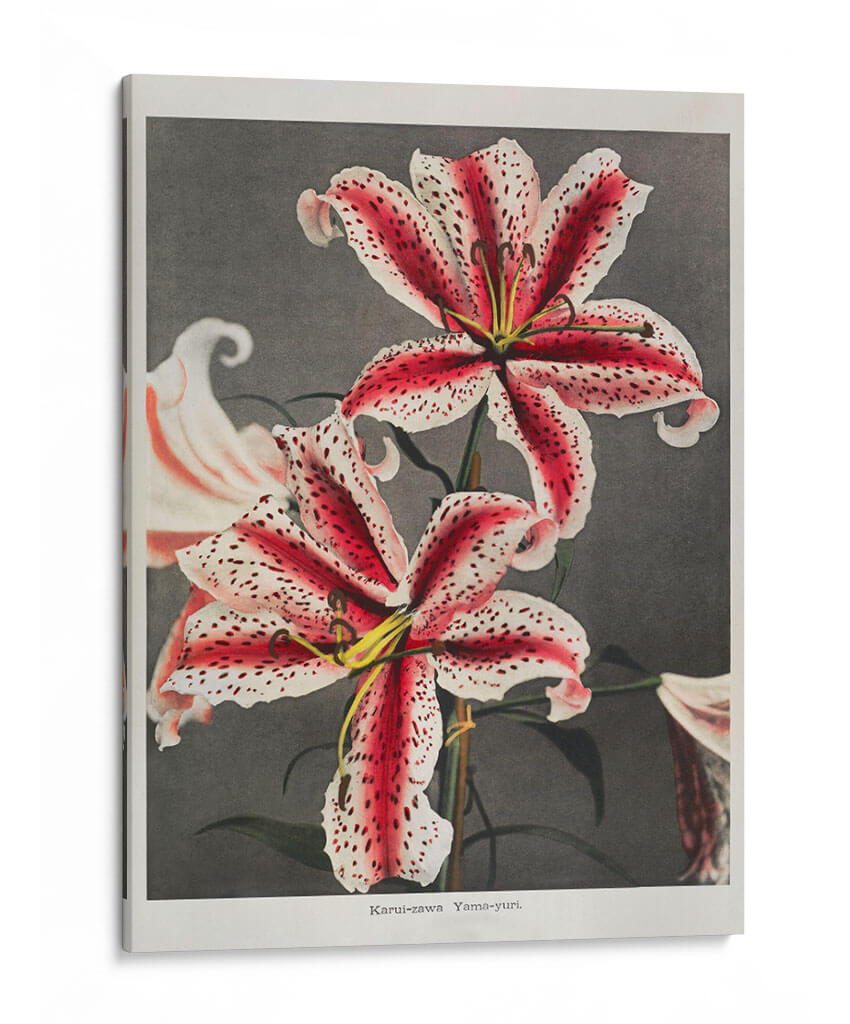 Lirio - XI - Ogawa Kazumasa | Cuadro decorativo de Canvas Lab