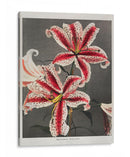 Lirio - XI - Ogawa Kazumasa | Cuadro decorativo de Canvas Lab
