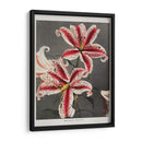 Lirio - XI - Ogawa Kazumasa | Cuadro decorativo de Canvas Lab