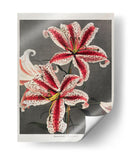 Lirio - XI - Ogawa Kazumasa | Cuadro decorativo de Canvas Lab