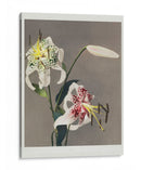 Lirio - XIII - Ogawa Kazumasa | Cuadro decorativo de Canvas Lab