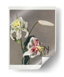 Lirio - XIII - Ogawa Kazumasa | Cuadro decorativo de Canvas Lab