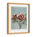 Peonía árbol - I - Ogawa Kazumasa | Cuadro decorativo de Canvas Lab