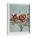 Peonía árbol - I - Ogawa Kazumasa | Cuadro decorativo de Canvas Lab