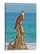 ÁGUILA BUCEADORA - Ángel Barraza Ramírez | Cuadro decorativo de Canvas Lab