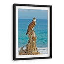 ÁGUILA BUCEADORA - Ángel Barraza Ramírez | Cuadro decorativo de Canvas Lab