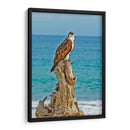 ÁGUILA BUCEADORA - Ángel Barraza Ramírez | Cuadro decorativo de Canvas Lab