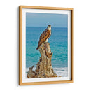 ÁGUILA BUCEADORA - Ángel Barraza Ramírez | Cuadro decorativo de Canvas Lab