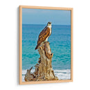 ÁGUILA BUCEADORA - Ángel Barraza Ramírez | Cuadro decorativo de Canvas Lab