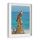 ÁGUILA BUCEADORA - Ángel Barraza Ramírez | Cuadro decorativo de Canvas Lab