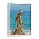 ÁGUILA BUCEADORA - Ángel Barraza Ramírez | Cuadro decorativo de Canvas Lab