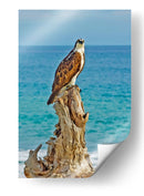 ÁGUILA BUCEADORA - Ángel Barraza Ramírez | Cuadro decorativo de Canvas Lab