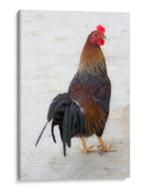 GALLO CALLEJERO - Ángel Barraza Ramírez | Cuadro decorativo de Canvas Lab