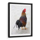 GALLO CALLEJERO - Ángel Barraza Ramírez | Cuadro decorativo de Canvas Lab