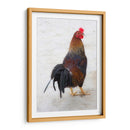 GALLO CALLEJERO - Ángel Barraza Ramírez | Cuadro decorativo de Canvas Lab