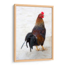 GALLO CALLEJERO - Ángel Barraza Ramírez | Cuadro decorativo de Canvas Lab