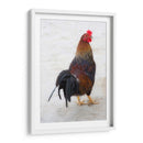 GALLO CALLEJERO - Ángel Barraza Ramírez | Cuadro decorativo de Canvas Lab