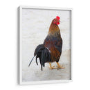 GALLO CALLEJERO - Ángel Barraza Ramírez | Cuadro decorativo de Canvas Lab