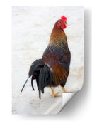 GALLO CALLEJERO - Ángel Barraza Ramírez | Cuadro decorativo de Canvas Lab