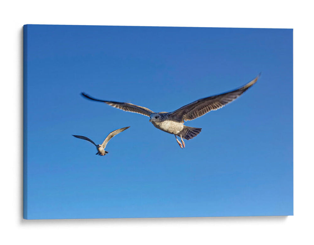 GAVIOTAS - Ángel Barraza Ramírez | Cuadro decorativo de Canvas Lab