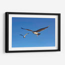 GAVIOTAS - Ángel Barraza Ramírez | Cuadro decorativo de Canvas Lab