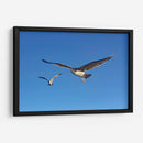 GAVIOTAS - Ángel Barraza Ramírez | Cuadro decorativo de Canvas Lab