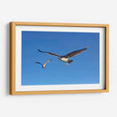 GAVIOTAS - Ángel Barraza Ramírez | Cuadro decorativo de Canvas Lab