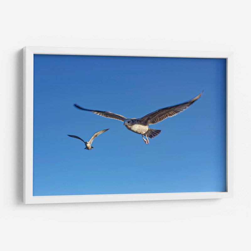 GAVIOTAS - Ángel Barraza Ramírez | Cuadro decorativo de Canvas Lab