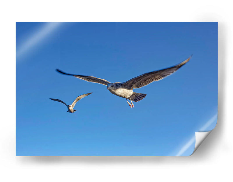 GAVIOTAS - Ángel Barraza Ramírez | Cuadro decorativo de Canvas Lab