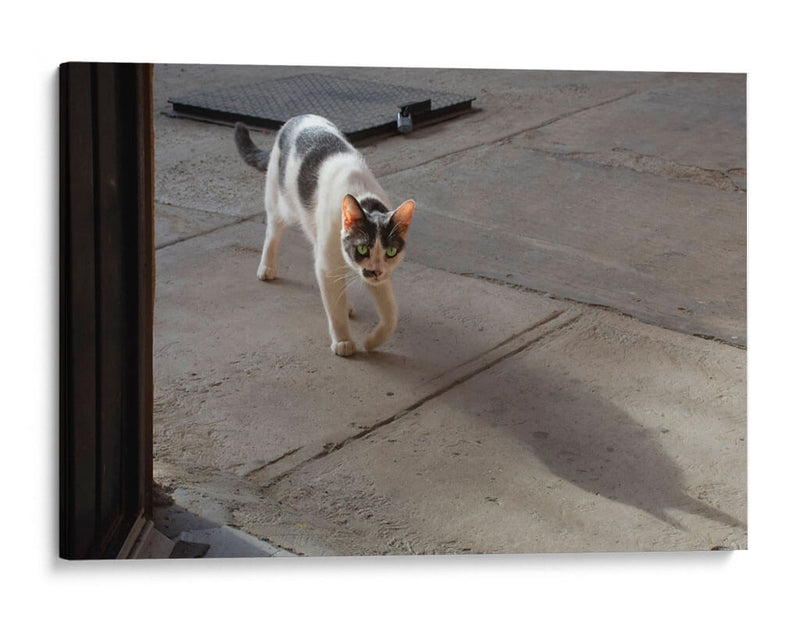 GATA KATY - Ángel Barraza Ramírez | Cuadro decorativo de Canvas Lab