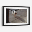 GATA KATY - Ángel Barraza Ramírez | Cuadro decorativo de Canvas Lab