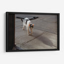 GATA KATY - Ángel Barraza Ramírez | Cuadro decorativo de Canvas Lab