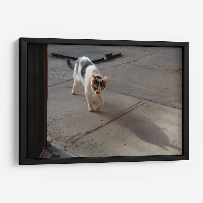 GATA KATY - Ángel Barraza Ramírez | Cuadro decorativo de Canvas Lab