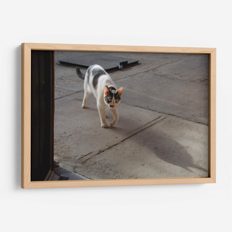 GATA KATY - Ángel Barraza Ramírez | Cuadro decorativo de Canvas Lab